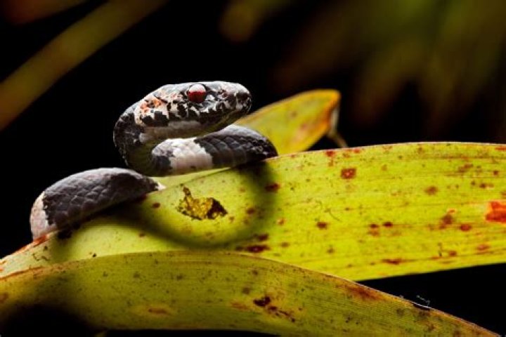 What eats a snake in the rainforest?