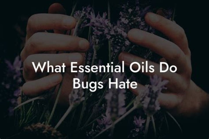 What essential oils do bugs hate?
