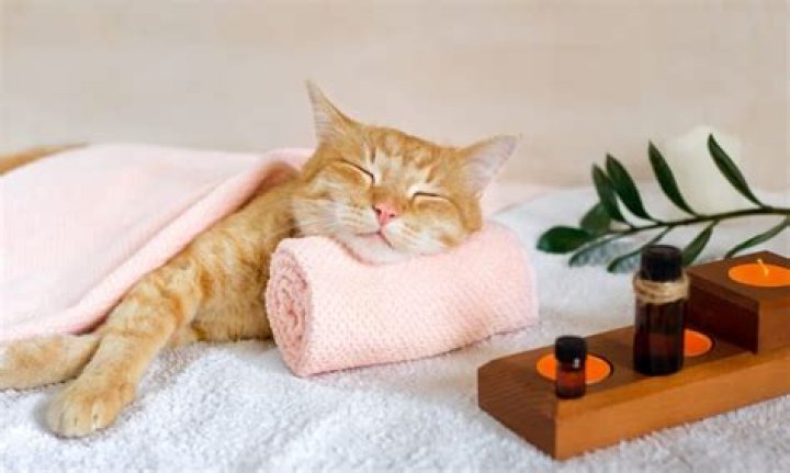 What essential oils relax cats?