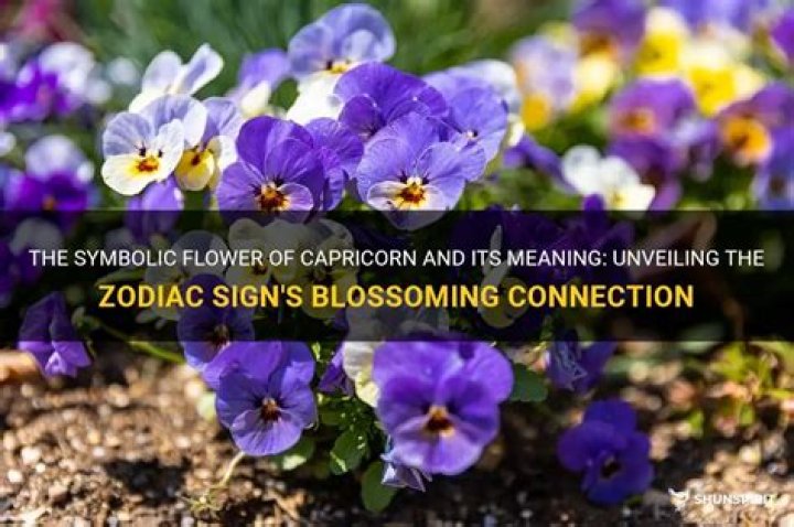 What flower is Capricorn?