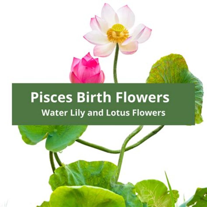 What flower represents Pisces?