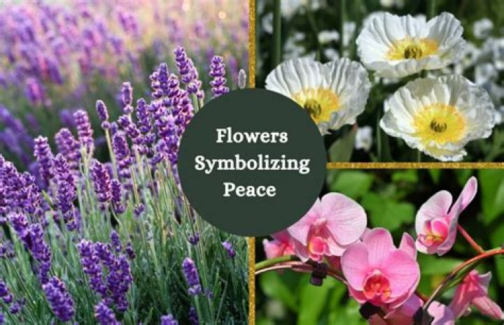 What flower stands for peace?