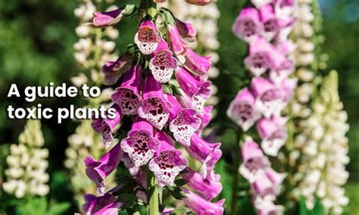 What flowers are poisonous for cakes?