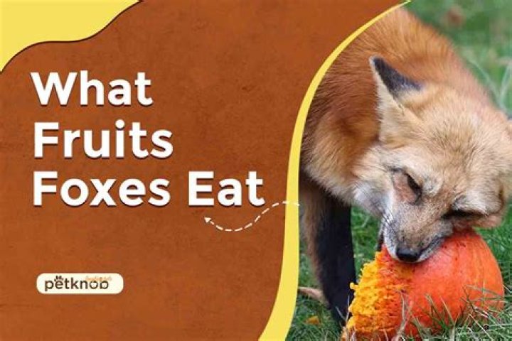 What food do foxes love?