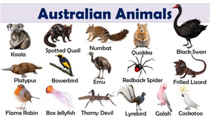 What fruit is an Australian animal?