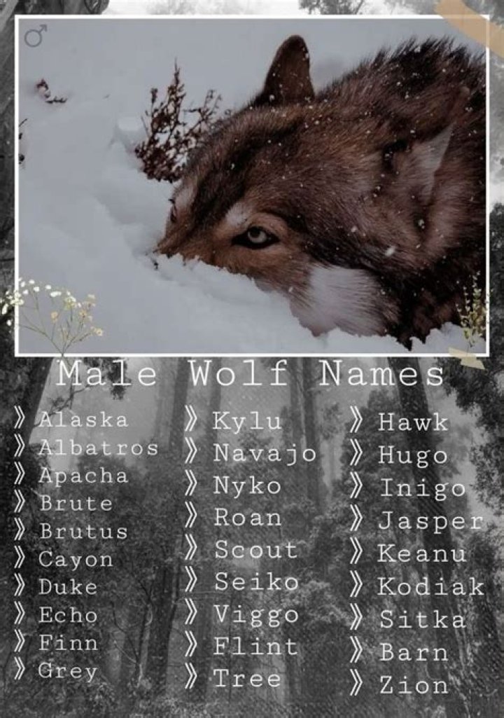 What girl name means wolf?