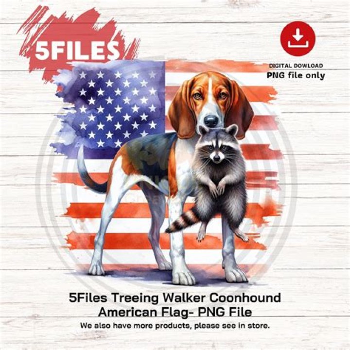 What happened to the first coon hide?