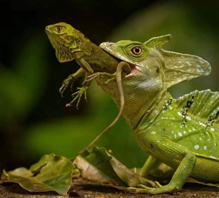 What happens if a Basilisk looks in a mirror?