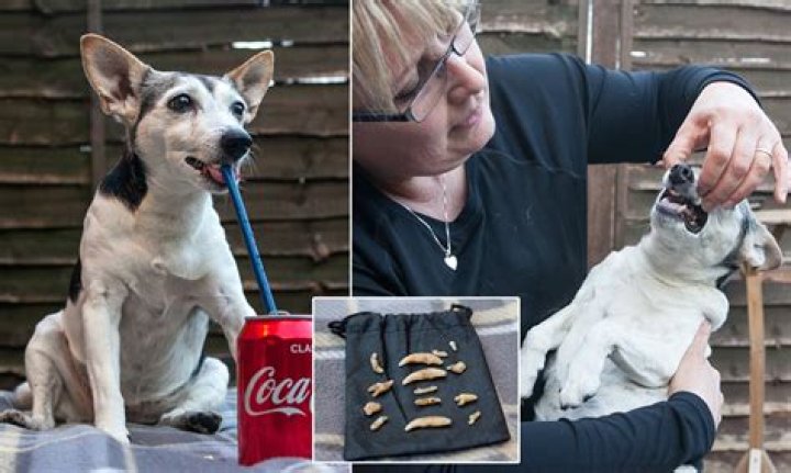 What happens if a dog does Coke?