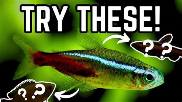 What happens if a fish loses a fin?