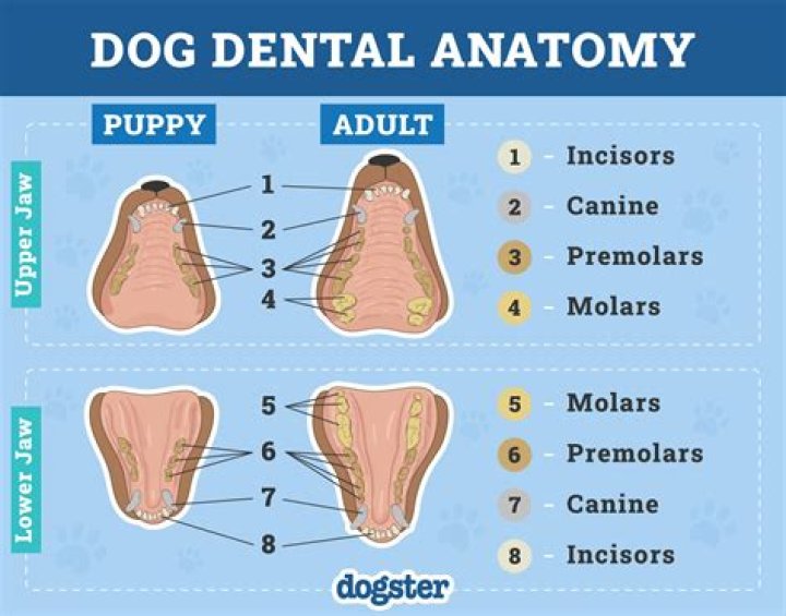 What happens if a puppy teeth scratches you?