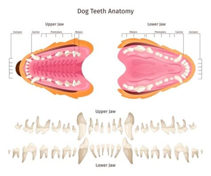 What happens if dog teeth touched skin?