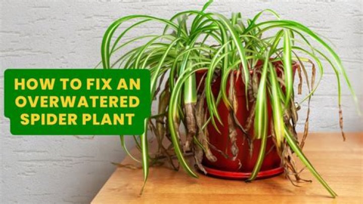 What happens if I overwatered my plants?
