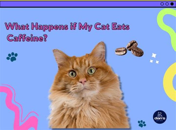 What happens if my cat eats a bee?