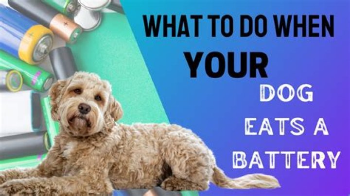 What happens if my dog eats a blue bottle?