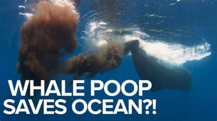 What happens if you poop in the ocean?
