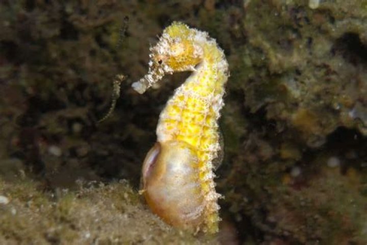 What happens to baby seahorses?