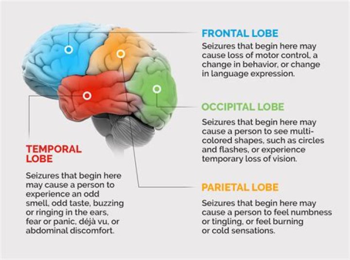 What happens to the brain during a seizure?