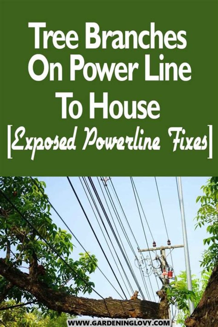 What happens when a tree limb touches a power line?
