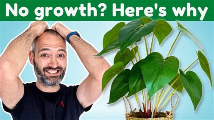 What helps a plant grow?
