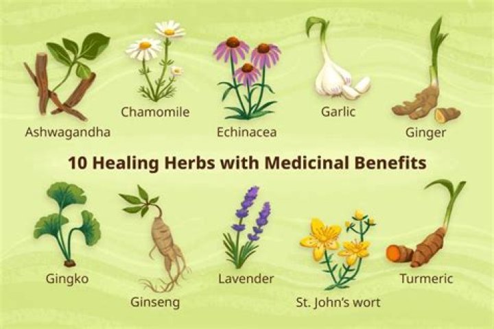 What herb heals bones?