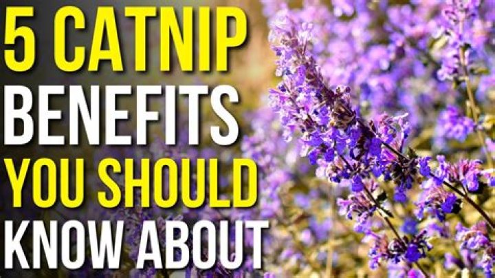 What human drug is similar to catnip?