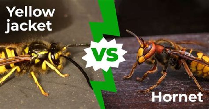 What hurts more a yellow jacket or hornet?