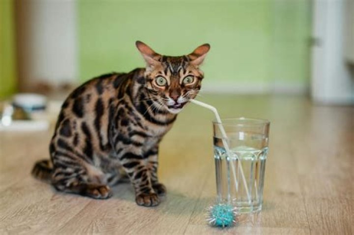 What if my cat drinks toilet water?
