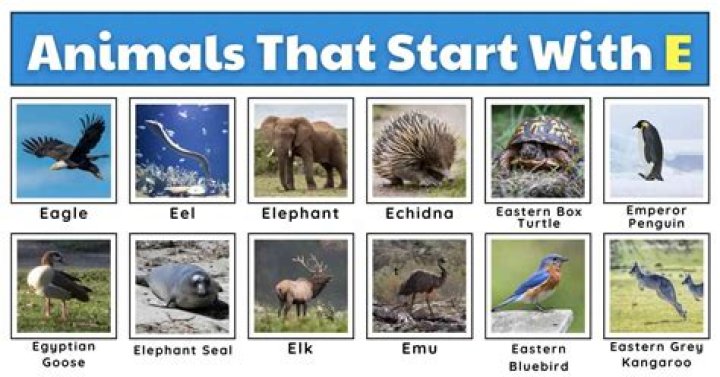 What is a animal that starts with y?