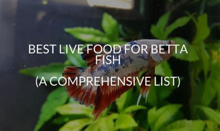 What is a Bettas favorite food?