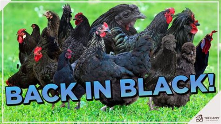 What is a black chicken called?