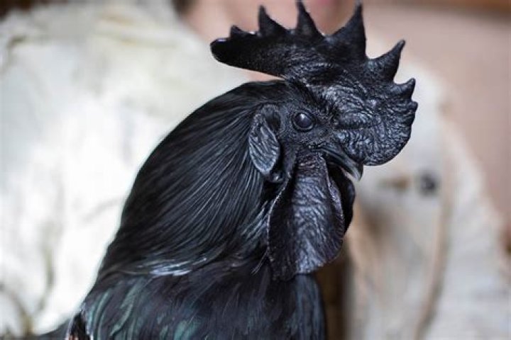 What is a black chicken?
