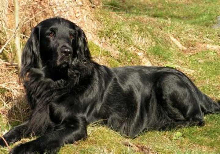 What is a black Golden Retriever called?