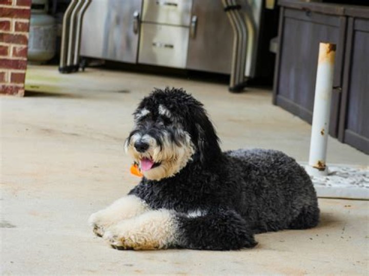 What is a black Phantom Goldendoodle?