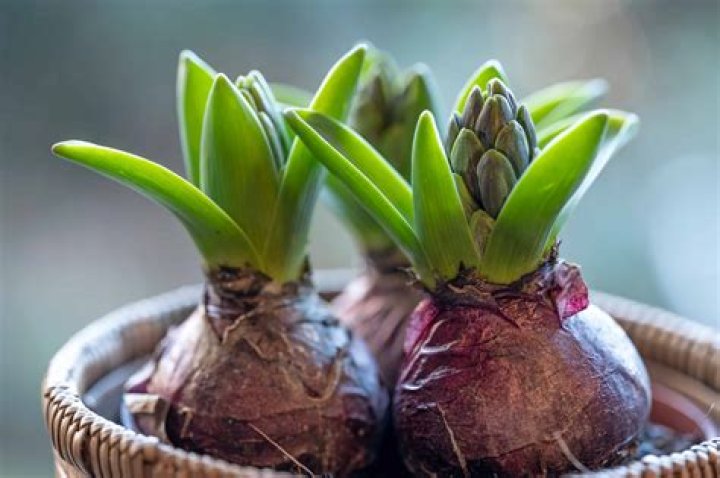 What is a bulb plant?
