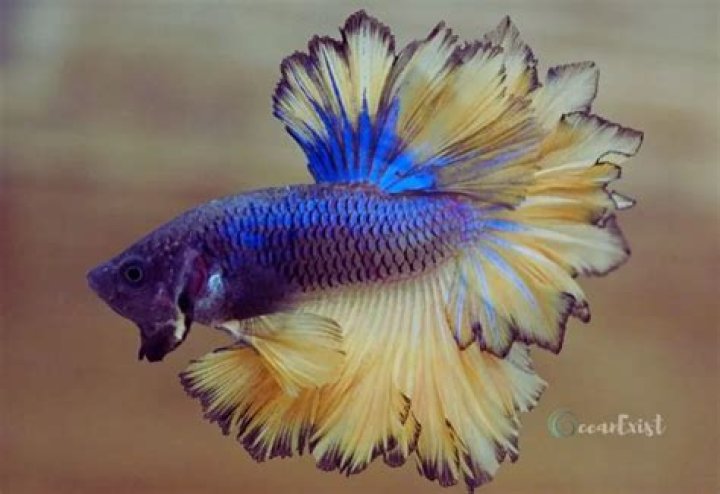 What is a feather tail betta?