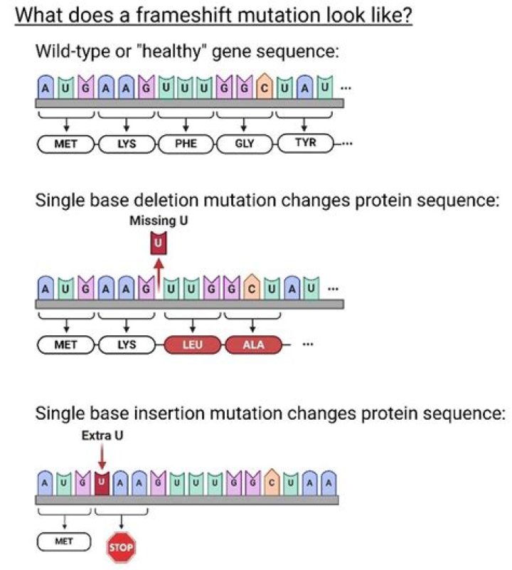 What is a frameshift mutation and how does it affect the protein?