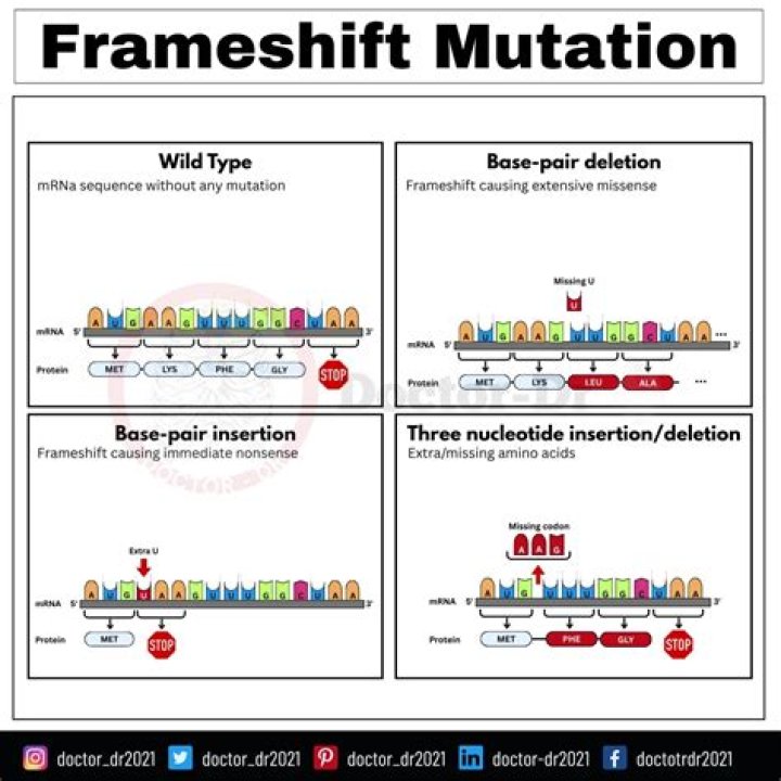 What is a frameshift mutation AP Bio?
