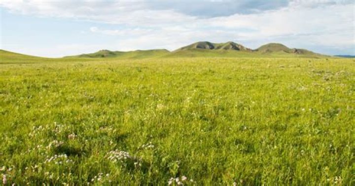 What is a grass widower?