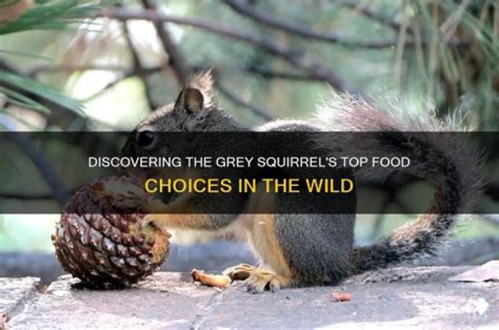 What is a grey squirrels favorite food?