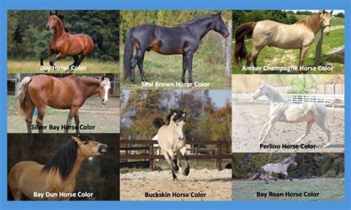 What is a horses favorite color?