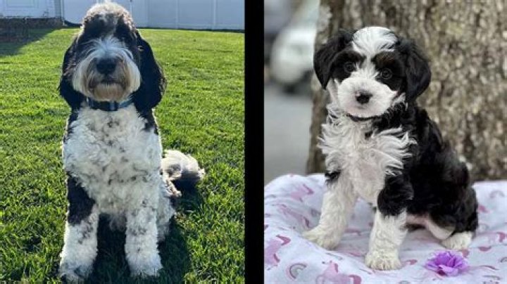 What is a king Bernedoodle?