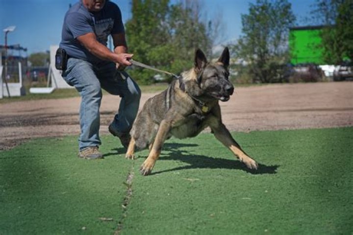 What is a Level 1 protection dog?