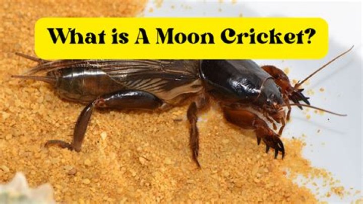 What is a moon cricket?