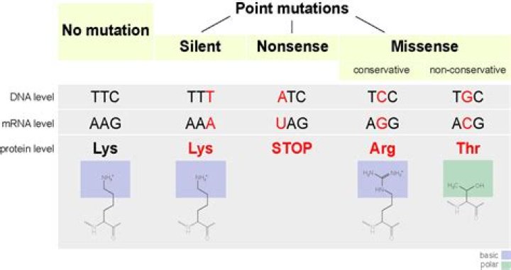 What is a point mutation example?