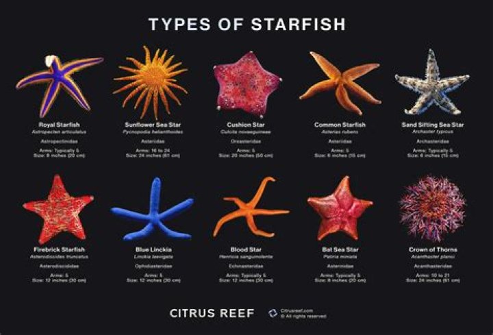What is a starfish's predator?