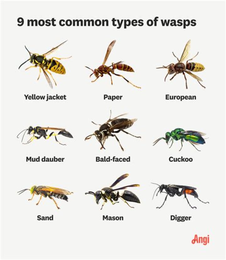 What is a wasp natural enemy?