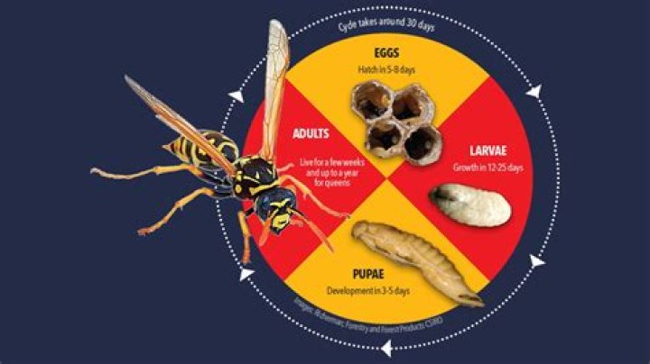 WHAT IS A wasps lifespan?