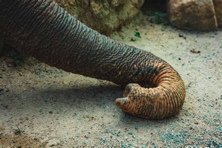 What is an elephant Hemi?