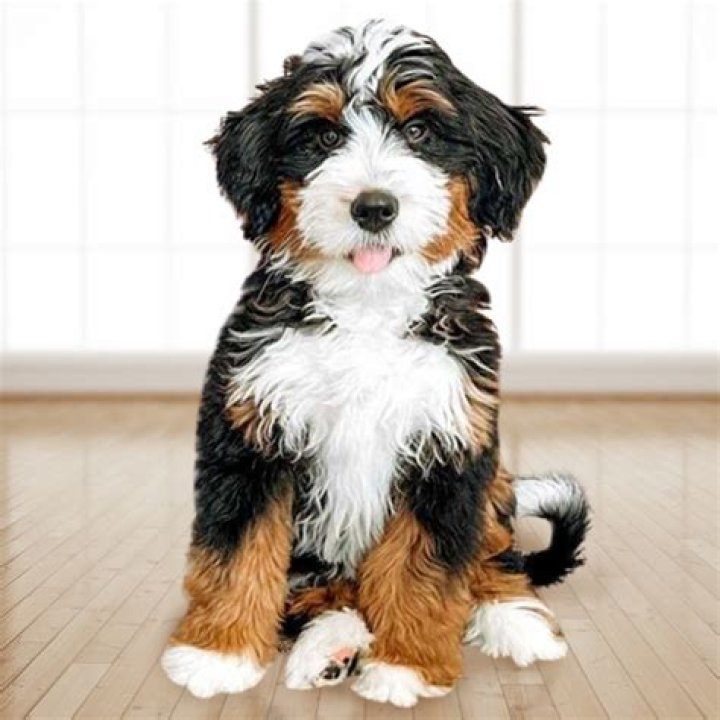 What is an F3 Bernedoodle?
